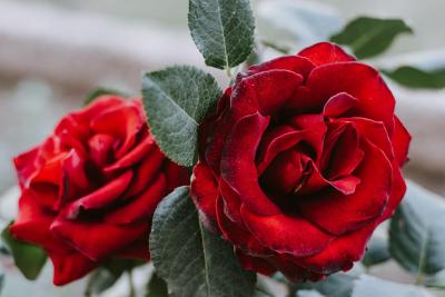 REGALA UN VOL EN GLOBUS PER SANT JORDI